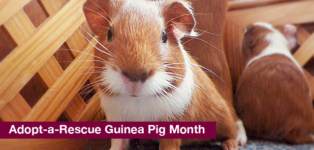 No image found 4783_Adopt_Guinea_Pig_MonthE.png