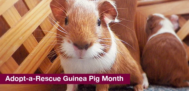 No image found 4783_Adopt_Guinea_Pig_MonthE.webp