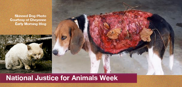 No image found 5099_Justice_For_Animals_WkE.png