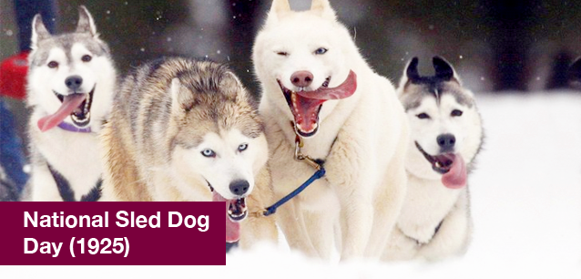 No image found 6430_Sled_Dog_DayE.png