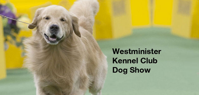 No image found 6933_Westimister_Kennel_clubE.png