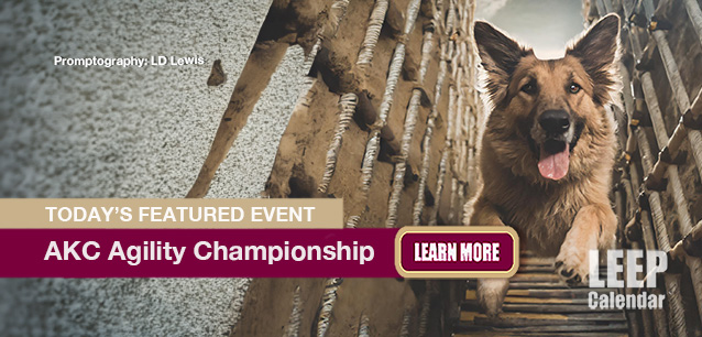 No Image found . This Image is about the event AKC Agility Championship (US-GA): March 14-16. Click on the event name to see the event detail.