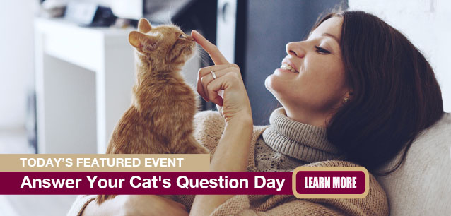 No Image found. This Image is about the event Answer Your Cat's Question Day: January 22. Click on the event name to see the event detail.