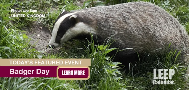 No Image found . This Image is about the event Badger Day, Ntl. (UK): October 6. Click on the event name to see the event detail.