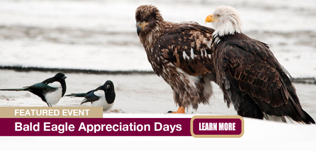 No Image found . This Image is about the event Bald Eagle Appreciation Days (US-IA): January 18-19. Click on the event name to see the event detail.