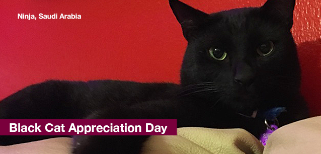 No image found BlackCatDayE.png