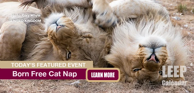 No Image found . This Image is about the event Cat, Born Free Cat Nap: July 1-7 . Click on the event name to see the event detail.