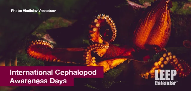 No image found Cephalopod_DaysE.webp