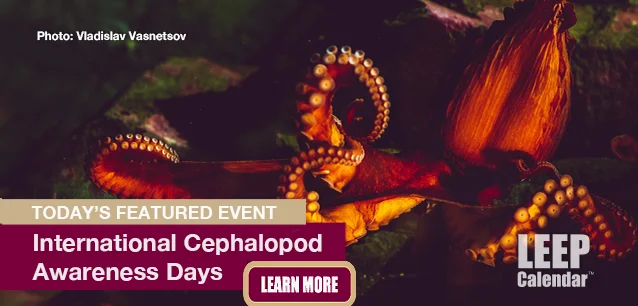 No Image found . This Image is about the event Cephalopod Awareness Days, Intl.: October 8-12. Click on the event name to see the event detail.