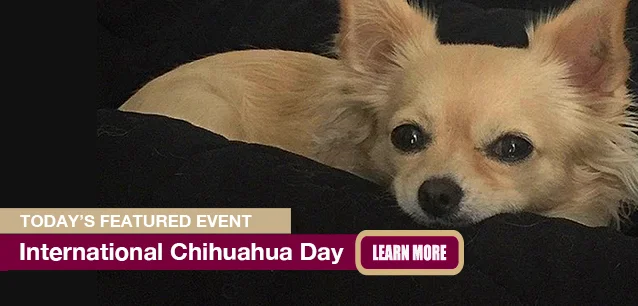 No Image found . This Image is about the event Chihuahua Day, Intl.: May 14. Click on the event name to see the event detail.