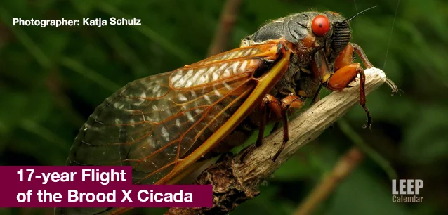 No image found Cicada17E.webp