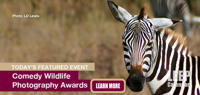 No Image found . This Image is about the event Comedy Wildlife Photo Awards: November 20 (est). Click on the event name to see the event detail.