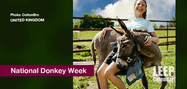 No image found Donkey_Week_UKE.webp