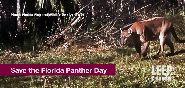 No image found Florida_Panther_DayE.png