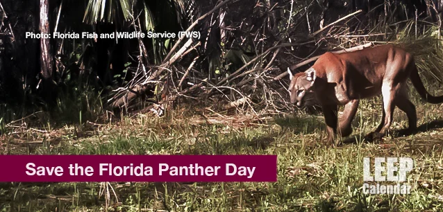 No image found Florida_Panther_DayE.webp