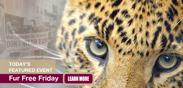 No Image found . This Image is about the event Fur Free Friday: November 28. Click on the event name to see the event detail.