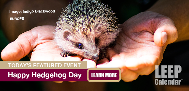 No Image found . This Image is about the event Hedgehog Day: February 2. Click on the event name to see the event detail.