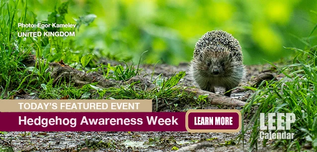 No Image found . This Image is about the event Hedgehog Awareness Week (UK): April 28 - May 4 (est). Click on the event name to see the event detail.