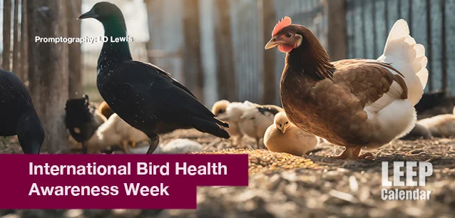 No image found International-Bird-Health-Awareness-Week-E.webp