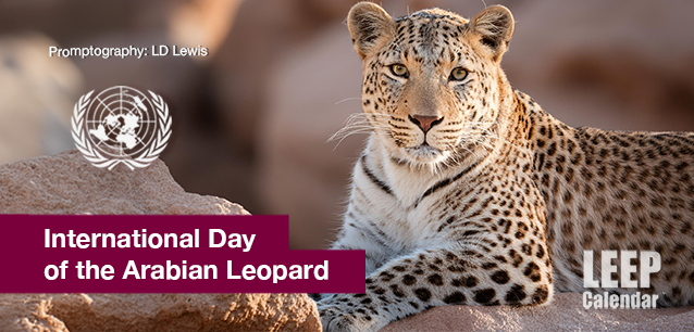 No image found Intl-Day-of-the-Arabian-Leopard-E.webp