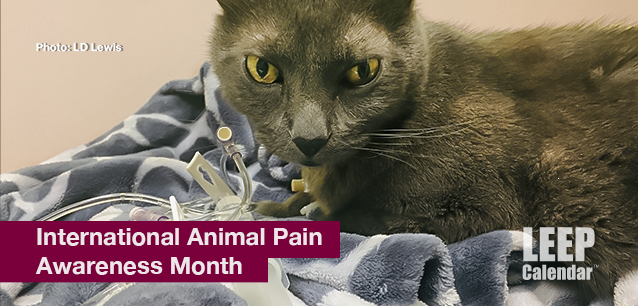 No image found Intl_Animal_Pain_Awareness_MonthE.png