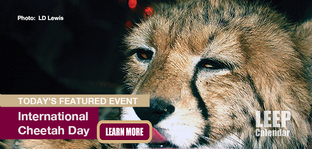 No Image found . This Image is about the event Cheetah Day, Intl: December 4. Click on the event name to see the event detail.