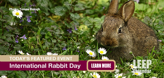 No Image found . This Image is about the event Rabbit Day, Intl.: September 27. Click on the event name to see the event detail.