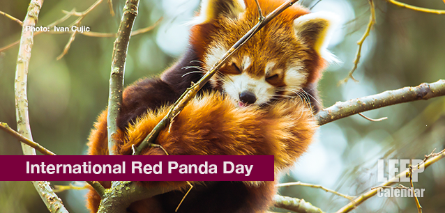 No image found Intl_Red_Panda_DayE.png