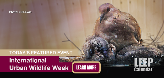 No Image found . This Image is about the event Urban Wildlife Week, Intl.: October 12-19. Click on the event name to see the event detail.