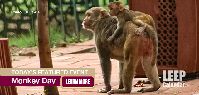 No Image found . This Image is about the event Monkey Day: December 14. Click on the event name to see the event detail.