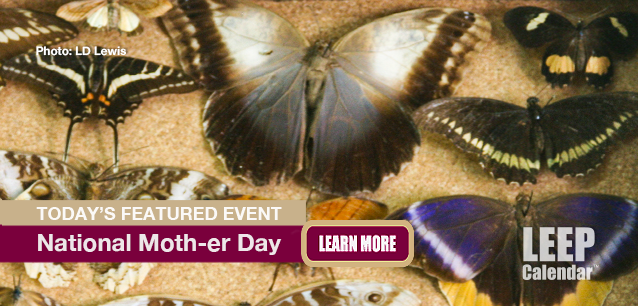 No Image found . This Image is about the event Moth-er Day: March 14. Click on the event name to see the event detail.