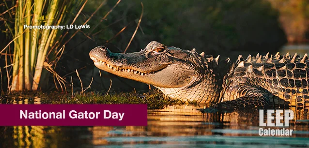 No image found National-Gator-Day-E.webp