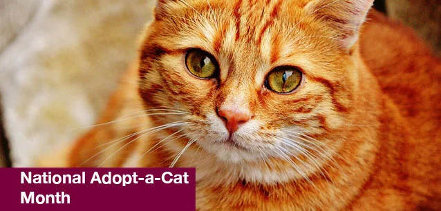 No image found National_Adopt-a-Cat_MonthE.webp