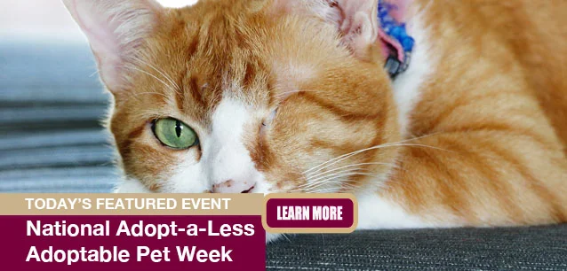 No Image found . This Image is about the event Adopt-a-Less-Adoptable Pet Week: September 15-21. Click on the event name to see the event detail.