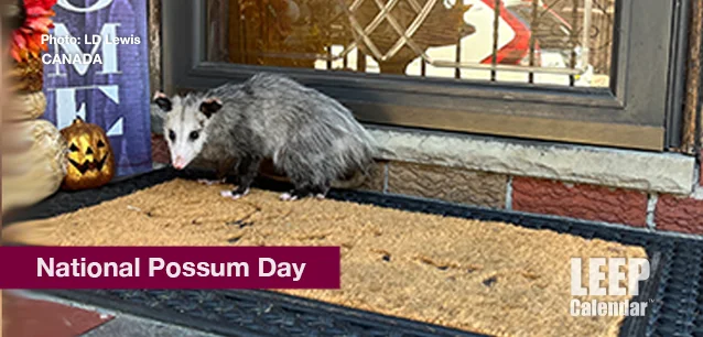 No image found National_Possum_DayE.webp