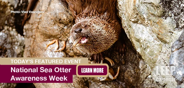 No Image found . This Image is about the event Sea Otter Awareness Week: September 22-28. Click on the event name to see the event detail.