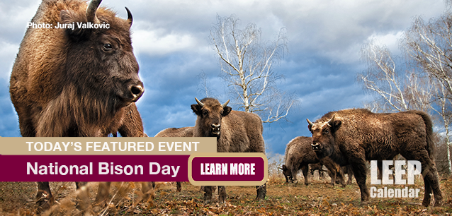 No Image found . This Image is about the event Bison Day, Ntl.: November 1. Click on the event name to see the event detail.