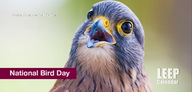 No image found Ntl_Bird_Day_USE.webp