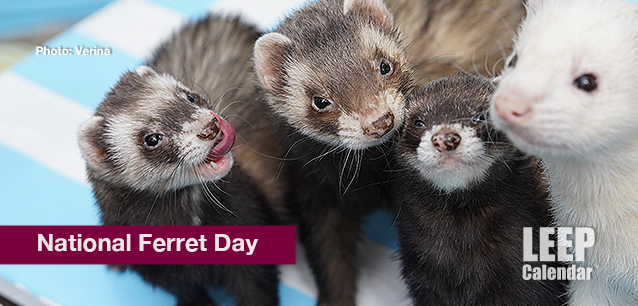 No image found Ntl_Ferret_DayE.png