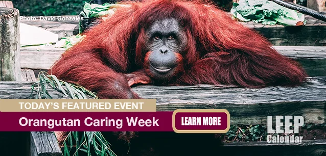 No Image found . This Image is about the event Orangutan Awareness/Caring Week: November 10-16 (est). Click on the event name to see the event detail.