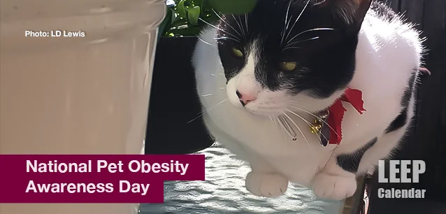 No image found Pet_Obesity_Awareness_DayE.webp