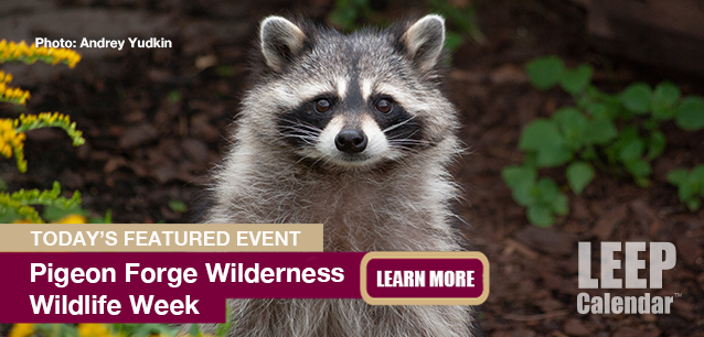 No Image found . This Image is about the event Wilderness Wildlife Week, Pigeon Forge (US-TN): January 28 - Feb 1. Click on the event name to see the event detail.