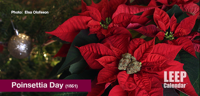 No image found Poinsettia_DayE.png