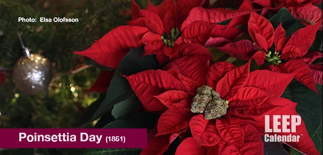 No image found Poinsettia_DayE.webp