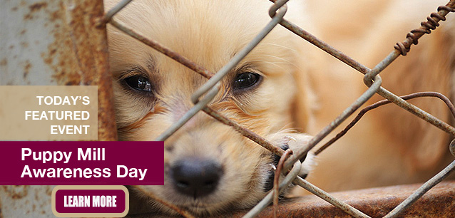 No Image found . This Image is about the event Puppy Mill Awareness Day: September 20. Click on the event name to see the event detail.