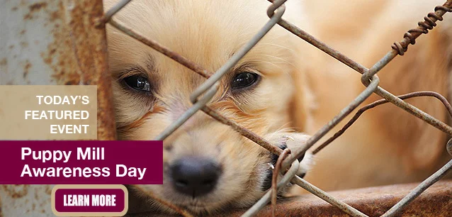 No Image found . This Image is about the event Puppy Mill Awareness Day: September 21. Click on the event name to see the event detail.