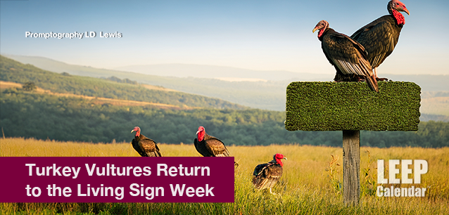 No image found Turkey-Vultures-Return-Living-Sign-E.png