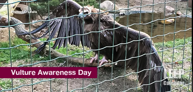 No image found Vulture_Awareness_DayE.webp