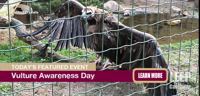No Image found . This Image is about the event Vulture Awareness Day, Intl: September 6. Click on the event name to see the event detail.