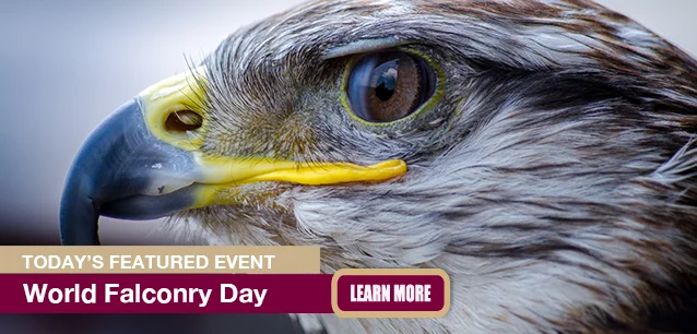 No Image found . This Image is about the event Falconry Day, World: November 16. Click on the event name to see the event detail.